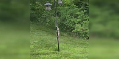 Squirrels getting into your birdfeeder? A Slinky might help...