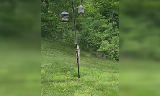 Squirrels getting into your birdfeeder? A Slinky might help...