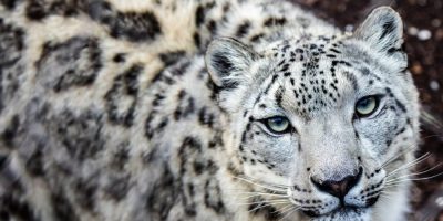 Snow Leopard - CP