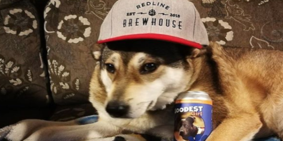 Redline Brewhouse and Finding Them Homes
