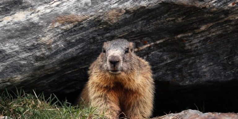 what song does phil play in groundhog day