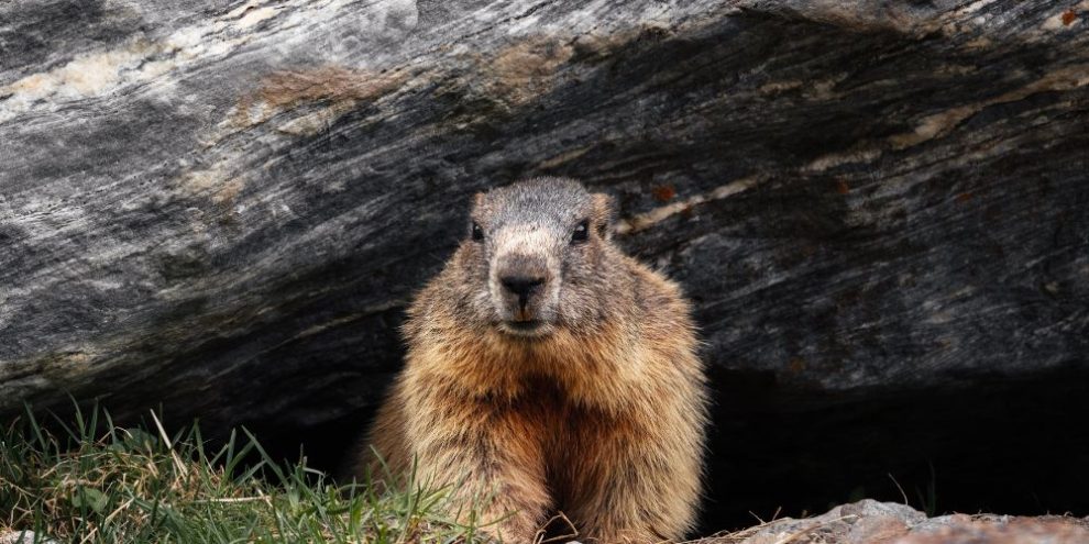 Groundhog from Pexels by Niklas Jeromin