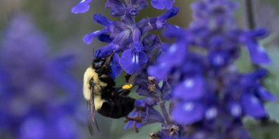 A bee is seen on a flower in downtown Ottawa onTuesday, Sept. 5, 2023. A study suggests climate change will drive a massive shift in the the birds, bugs and other critters that live alongside humans in 60 cities across North America. THE CANADIAN PRESS/Adrian Wyld