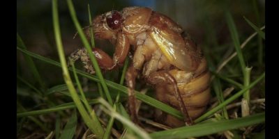 A periodical cicada nymph wiggles in the grass in Macon, Ga., on Thursday, March 28, 2024, after being found while digging holes for rosebushes. Trillions of cicadas are about to emerge in numbers not seen in decades and possibly centuries. (AP Photo/Carolyn Kaster)