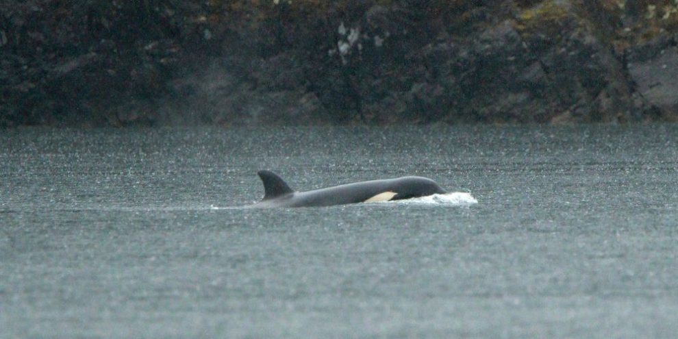 Chief says rescue effort for stranded orca calf four, five days away as plans ramp up