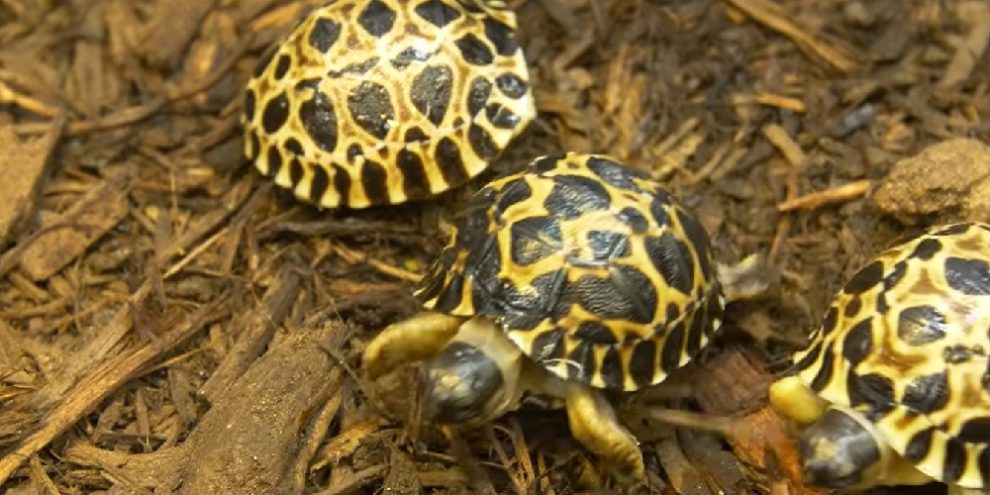 baby turtles via Houston zoo facebook