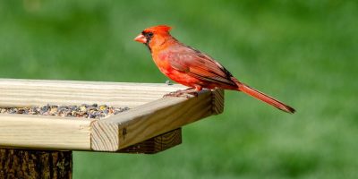 How to choose the right bird feeder and food
