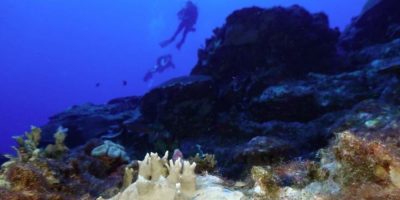Coral reefs - AP