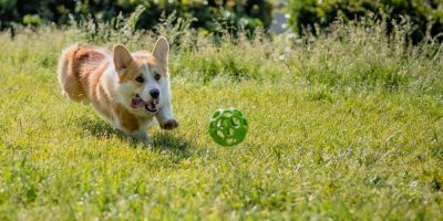 Dog Park Near Me