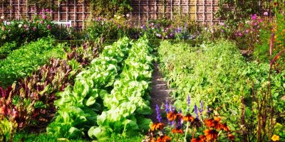 Easiest vegetables to grow in garden at home