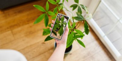 Free identifier apps for plants, animals and insects
