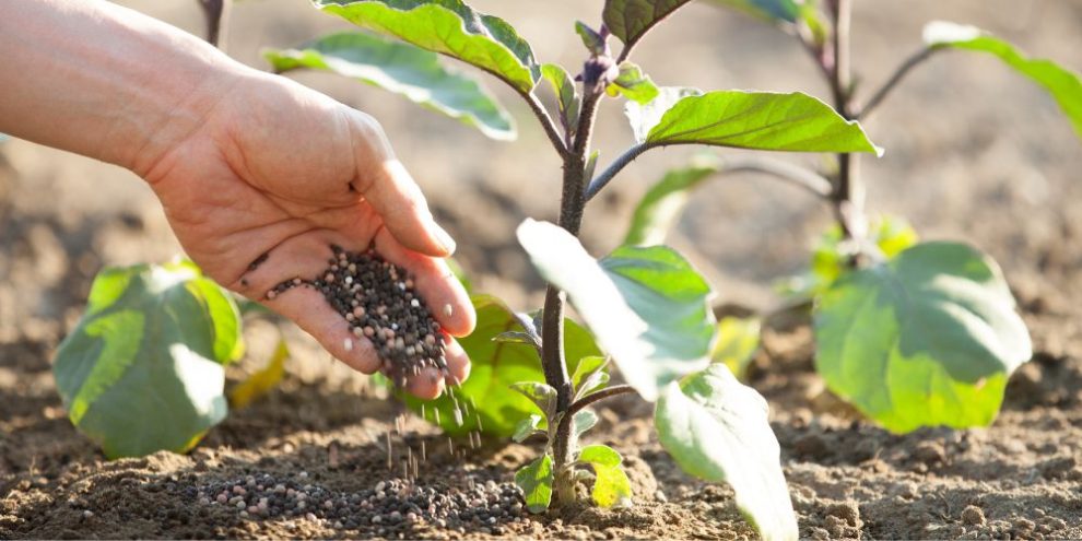 A person's hand putting plant nutrients into their garden.