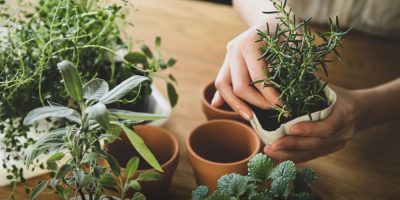 Growing herbs at home can be easy