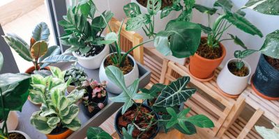 low maintenance indoor plants