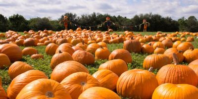 pumpkin patch