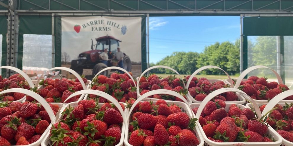 strawberries barrie hill farms via facebook