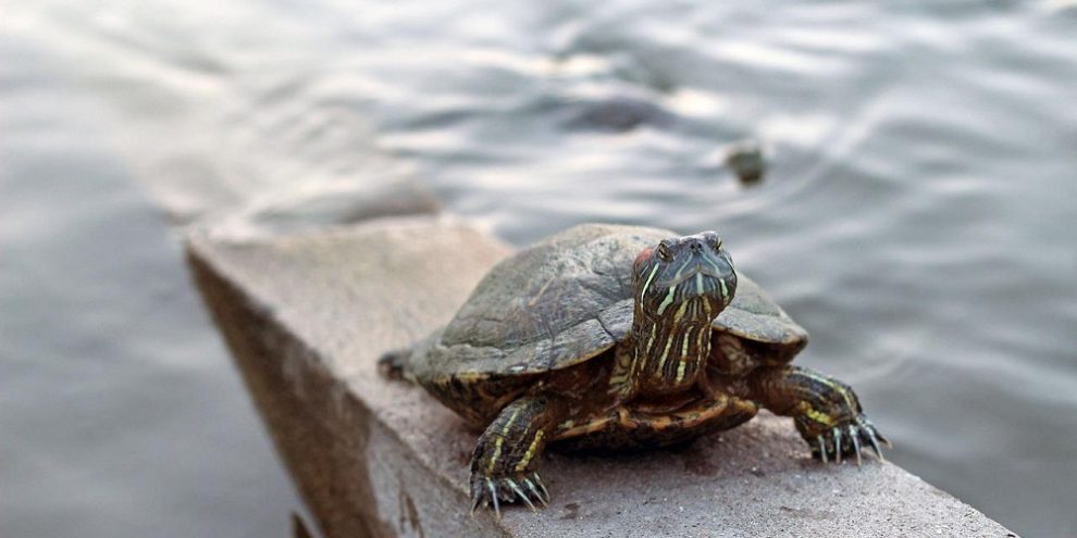 Freshwater turtle via pixabay