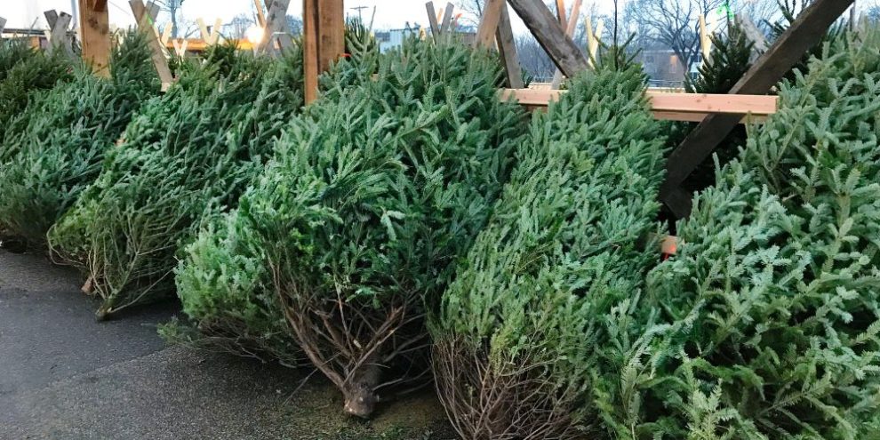 Where to buy a real Christmas tree in Barrie