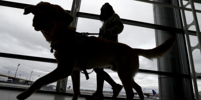 Traveling with dogs to the US? The new rules you'll need to follow