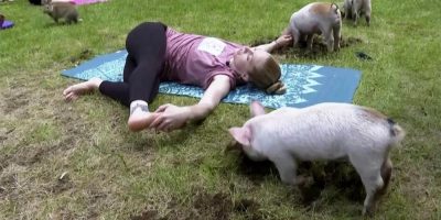 Three little piggies at a yoga class = maximum happiness