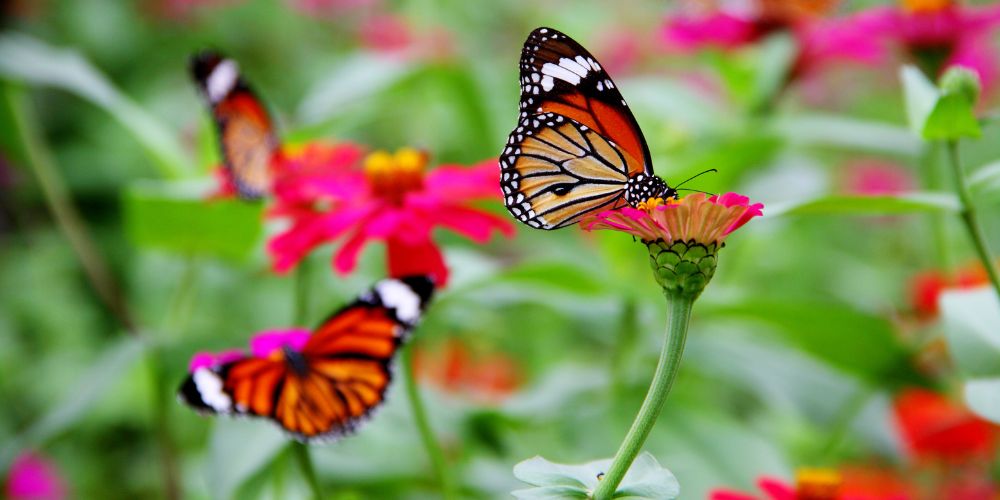 Butterfly garden