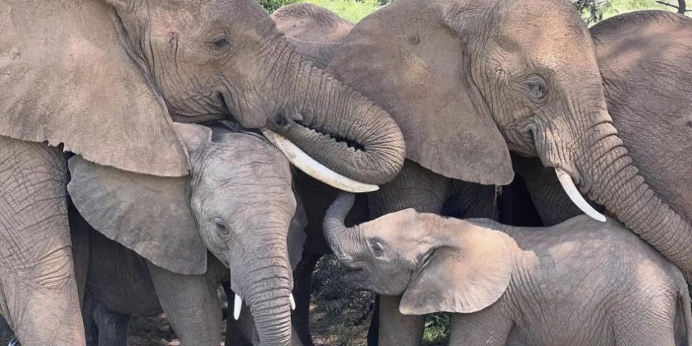 African elephants call each other by unique names, new study shows