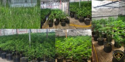 Cannabis bust in Bobcaygeon - OPP