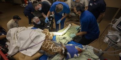 Bracing for her future: Baby giraffe fitted with orthotic