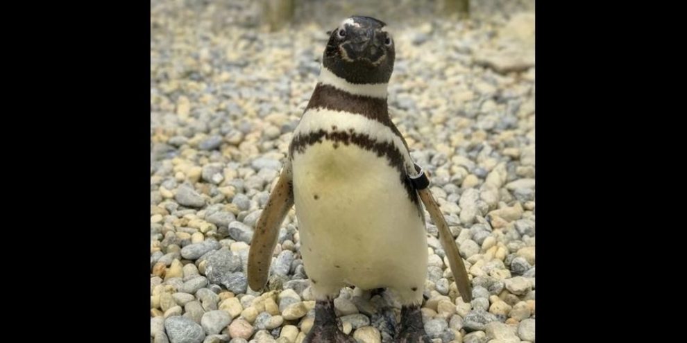 Oldest Magellanic penguin at San Francisco Zoo dies at 40