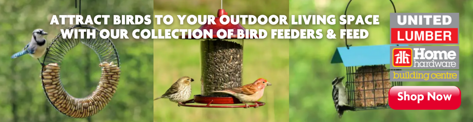 Bird Feeder and Food at Home Hardware
