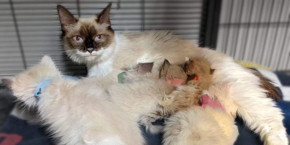 (UPDATE) Vet bill in the thousands to assist ill, emaciated cats