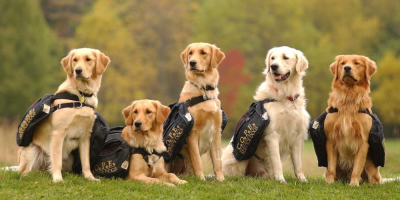 Cope Service Dogs