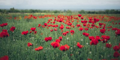 Remembrance Day Poppy