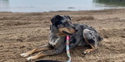 Innisfil Dog Beach