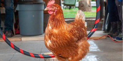 Intelligent B.C. chicken Lacey pecks her way to Guinness World Record