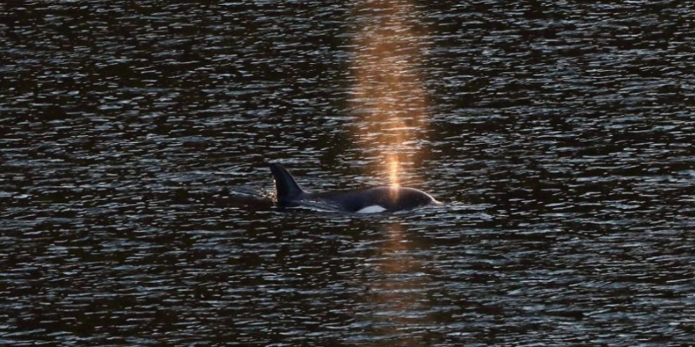 Whale researcher says orphan orca 'likely' seen off Vancouver Island at Friendly Cove