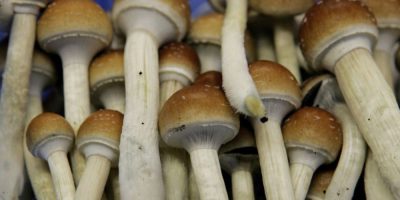 Magic Mushrooms - CP