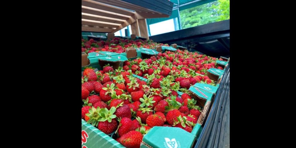 strawberries- barrie hill farms