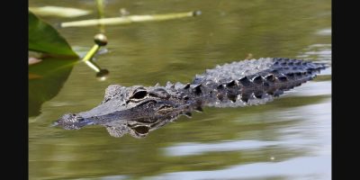 alligator- AP Photo/Alan Diaz