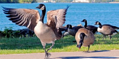 Canada Geese