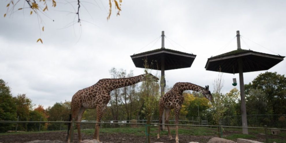 Two-year-old giraffe dies at Toronto Zoo while under general anesthesia