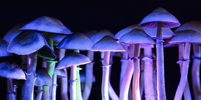 Psilocybin Mushroom Health Canada Quebec