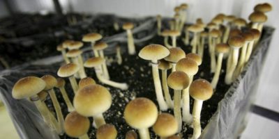 psychedelics decriminalization - CP