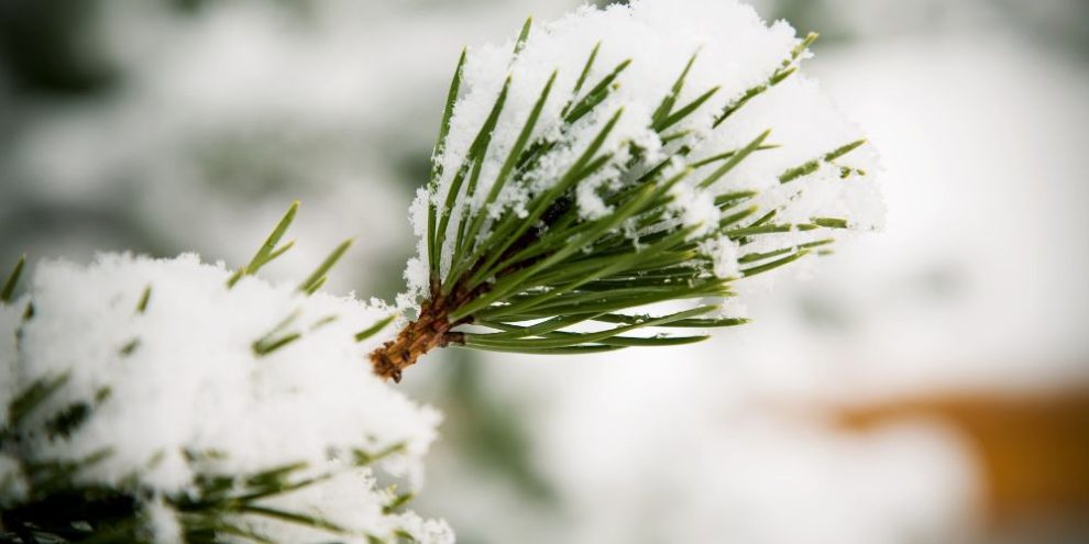 Winter Tree Work