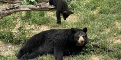 Marineland ordered to pay $85k after 3 bears kept in cramped quarters for months