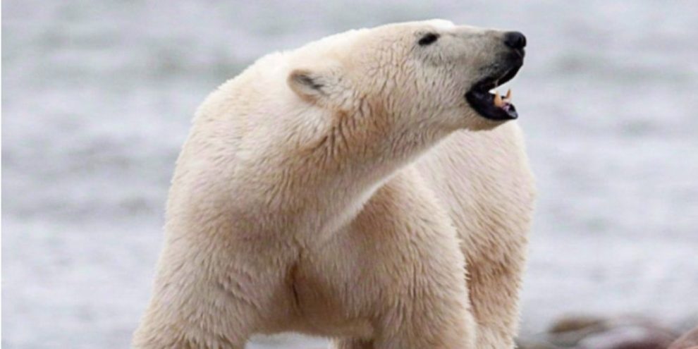 Polar bears kill worker in attack off Baffin Island in Nunavut