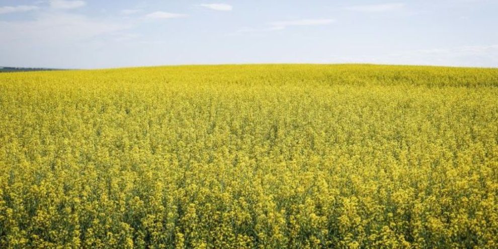 Canola - CP