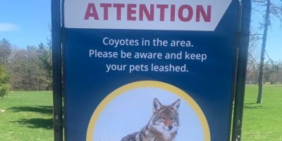 Barrie police say a dog was attacked by a coyote near Sunnidale Park