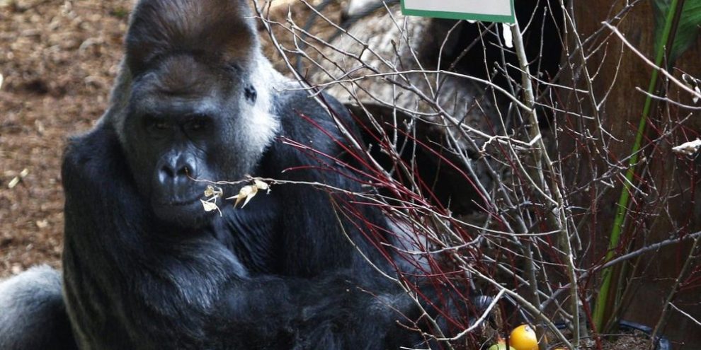 Toronto Zoo says its beloved and iconic silverback gorilla has died