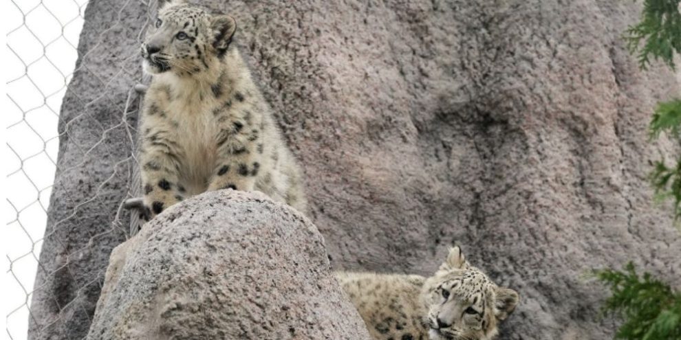 CP Snow leopard cubs